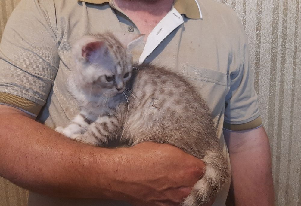 Котик британський 3 місяця.