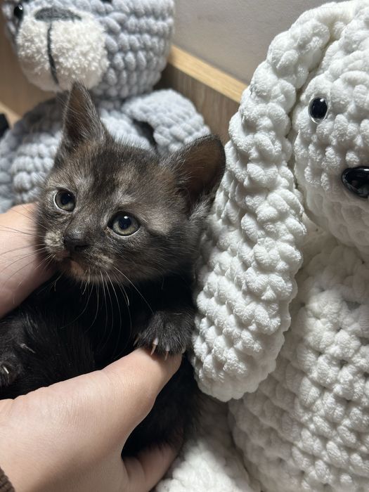 Продаю Шотландские прямоухие