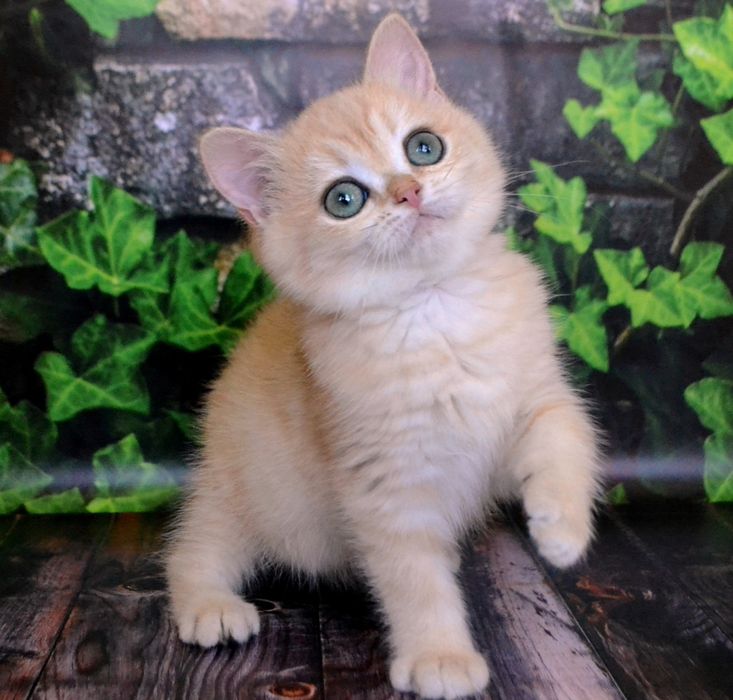 Золотые шиншиллы ny 11