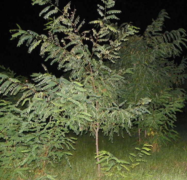 саженцы декоративных деревьев и кустарников,сосна,ель,ясень,клен,дуб