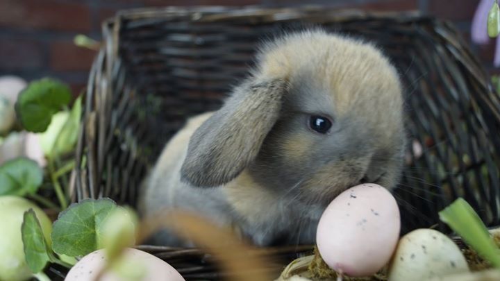 Mini lop mały baranek karzełek zarejestrowana hodowla Poznań Teddy