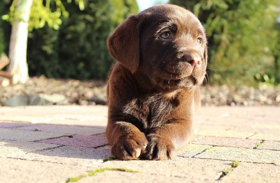 Piesek Labrador Retriever wybitne pochodzenie
