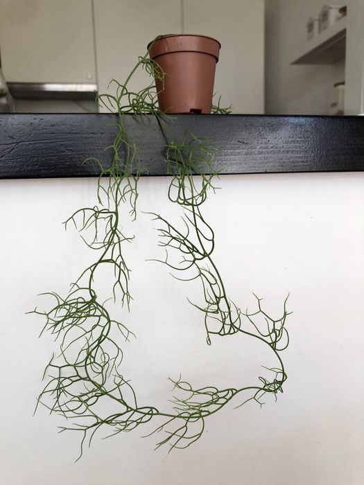 Bowiea volubilis kaudeks caudex