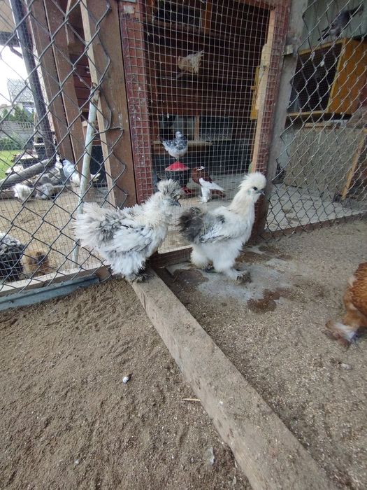 Silki jedwabiste lokowane i satynowe