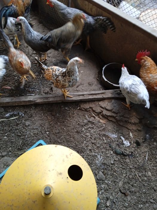 Sprzedam koguty Włoszeki inne gatunki