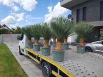 Yucca juka yuca rostrata 140-150 cm okazja 1200zl