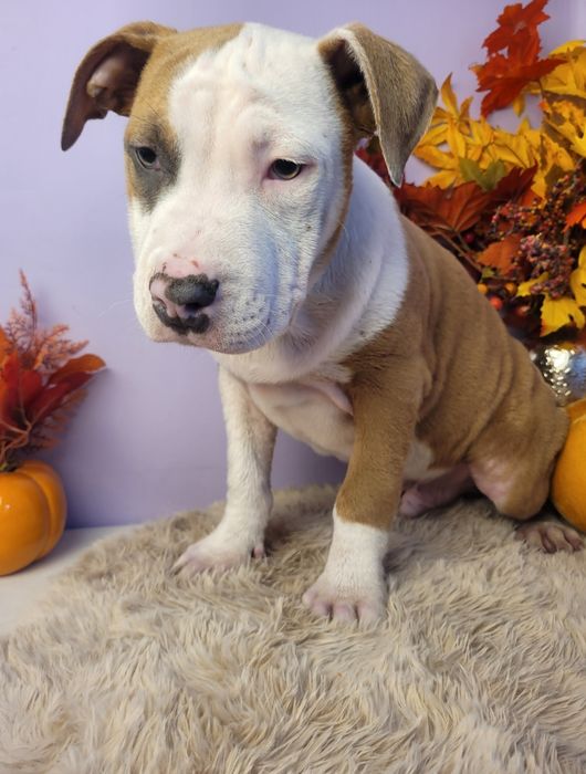 Rodzinny piesek Amstaff!