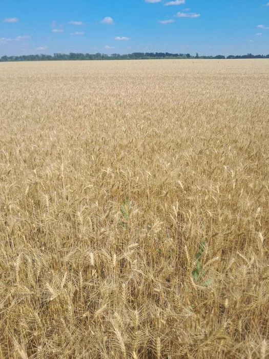 оренда землі сільськогосподарського призначення