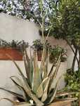 Planta Aloé Vera