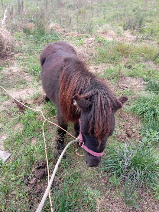 Pónei manso Montado