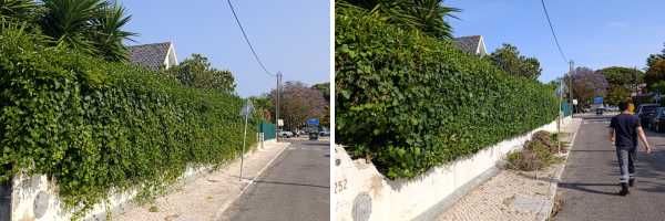 Serviços de Jardinagem e manutenção