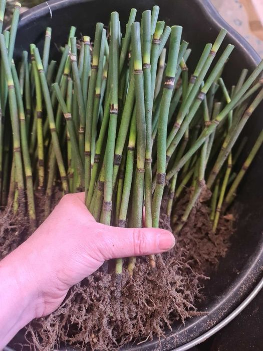 Skrzyp zimowy bambusowy zimozielony HIT sezonu 100 sadzonek !!!