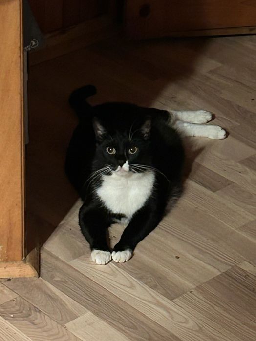 Feluś szuka pilnie  domu!