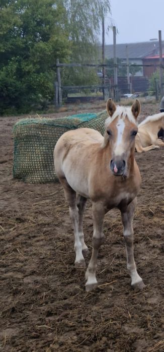 Zamienię klacz haflinger