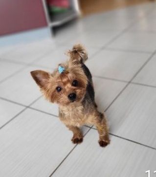 В'язка міні Йорка.