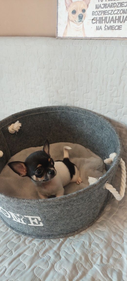 Chihuahua cudny tricolorek