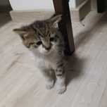 Kotki do adopcji