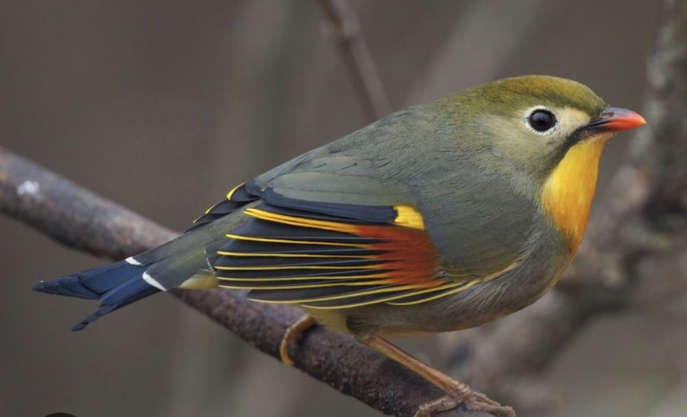 Vendo casal de pássaros