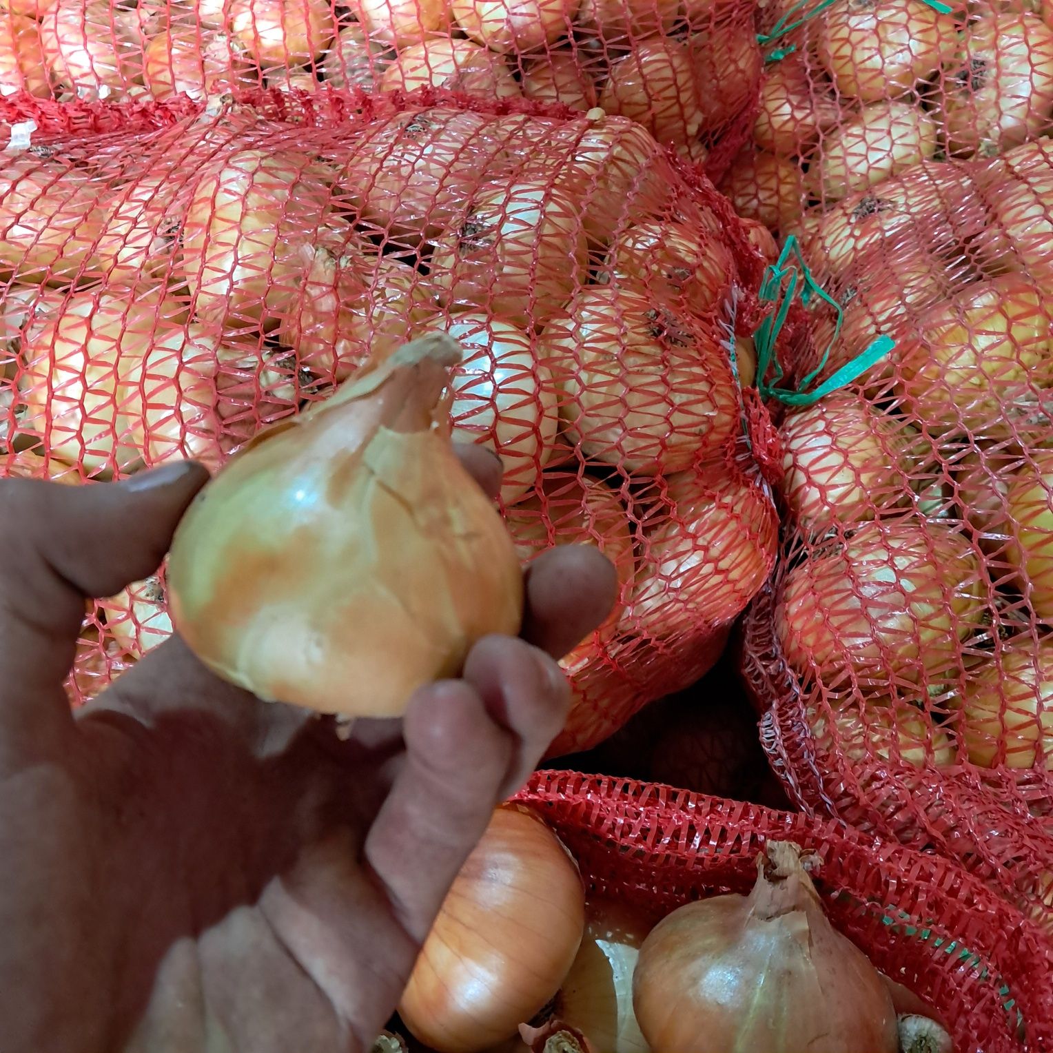 Продам цибулю сорт Штутгарт