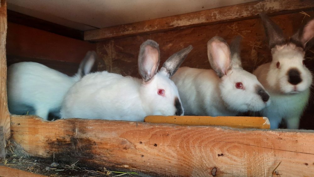 Króliki kalifornijskie