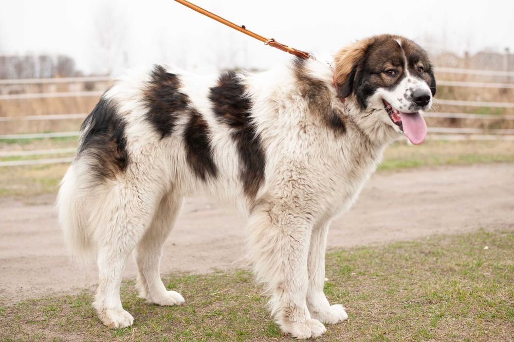 Tornjak Bośniacko Chorwacki pies pasterski reproduktor