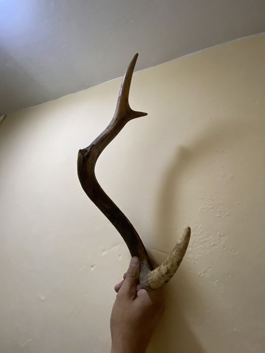 Оленячі роги
