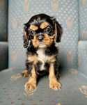 Cavalier king charles spaniel/piesek