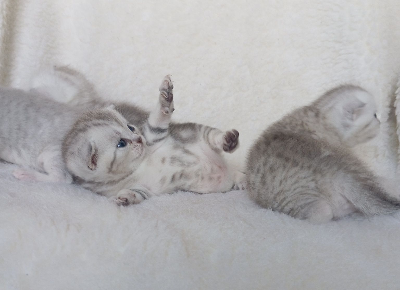Вислоухие котята скоттиш фолд