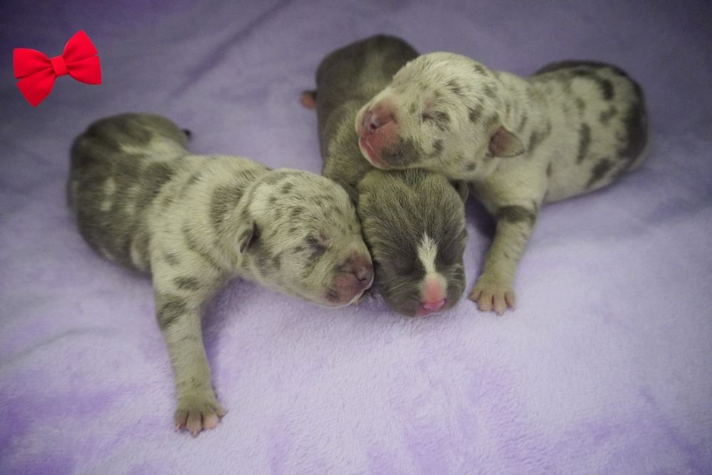 Amstaff-merle_American Staffordshire Terrier