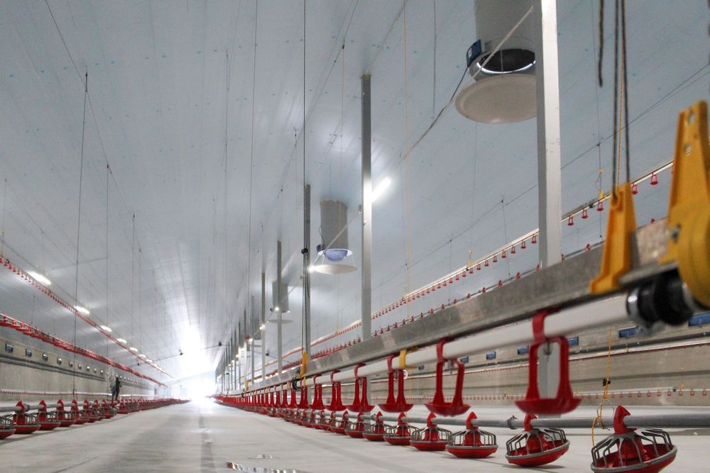 Płyty Izolacyjne Ocieplenie Obory Kurnika Podsufitka STYRODUR XPS AGRO