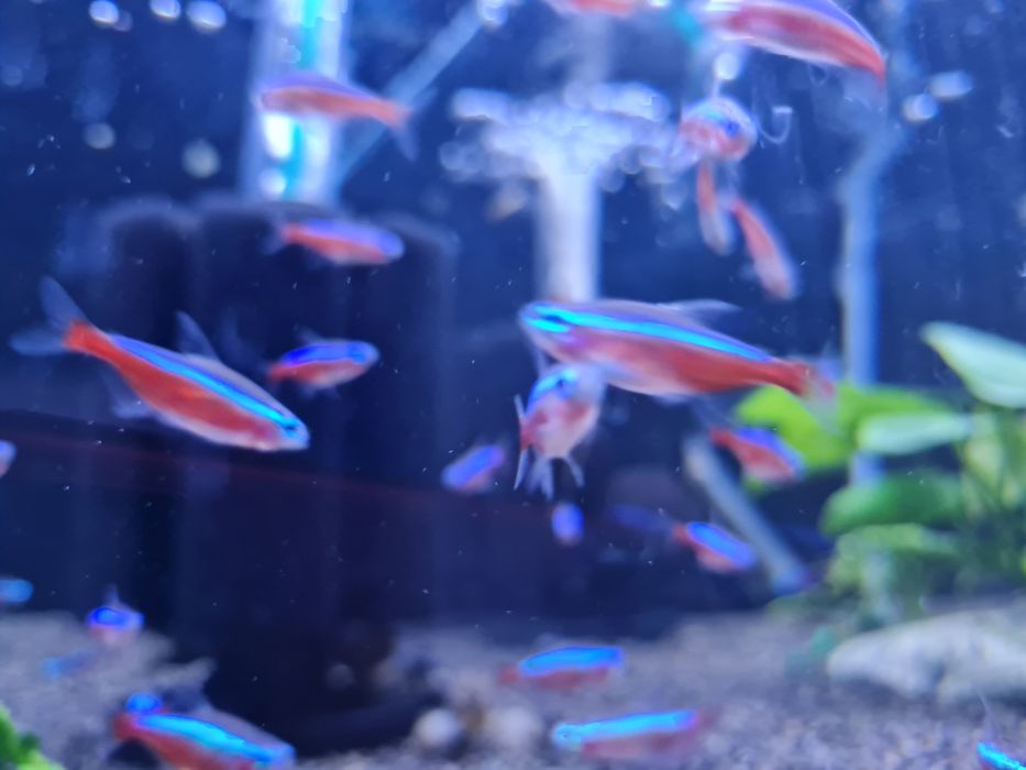 Neon czerwony  (Paracheirodon axelrodi)