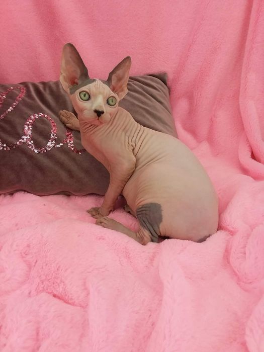 Канадский сфинкс мальчик