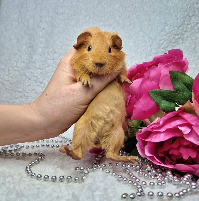 Морская свинка американская вислоухая,морские свинки