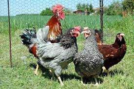 KURY KURKI NIOSKI KOKOSZKI kolorowe Rosa Dominant Leghorn z jajkami.