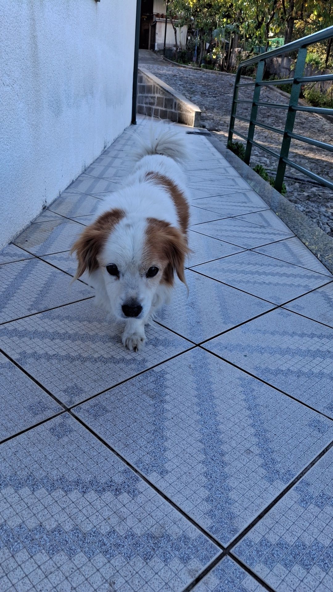 Pet sitting e dog walking