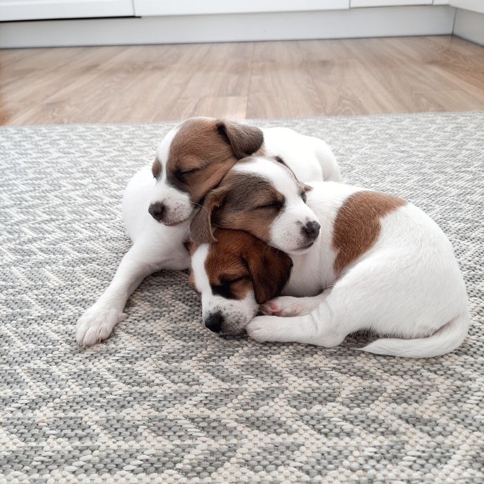 Jack Russel Terier szczeniaki z rodowodem