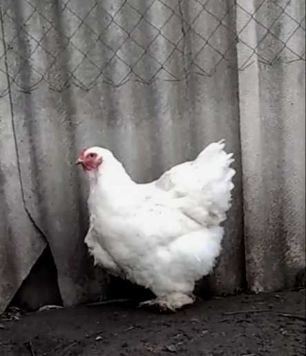 Продам инкубационное яйцо от кур Брама Белая, чисто белого окраса