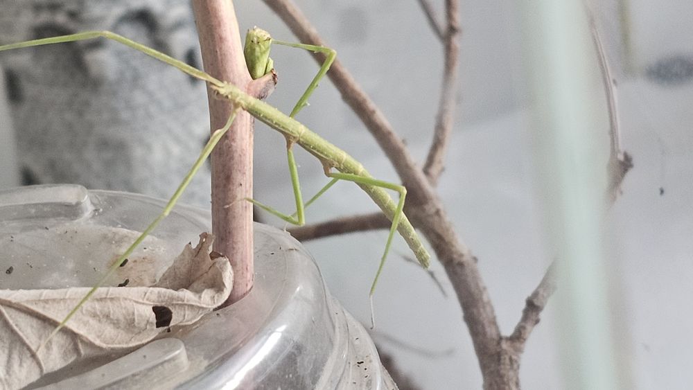 Patyczaki małe i duże