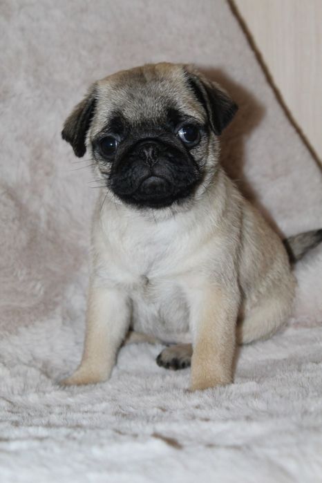 Ніжні милі чарівні мопсики