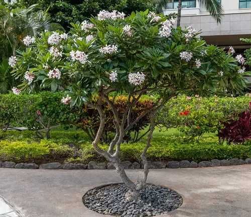 Estacas de plumeria