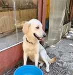 GLAMUR  6 mieś w typie goldenki uratowana w Bułgarii do adopcji
