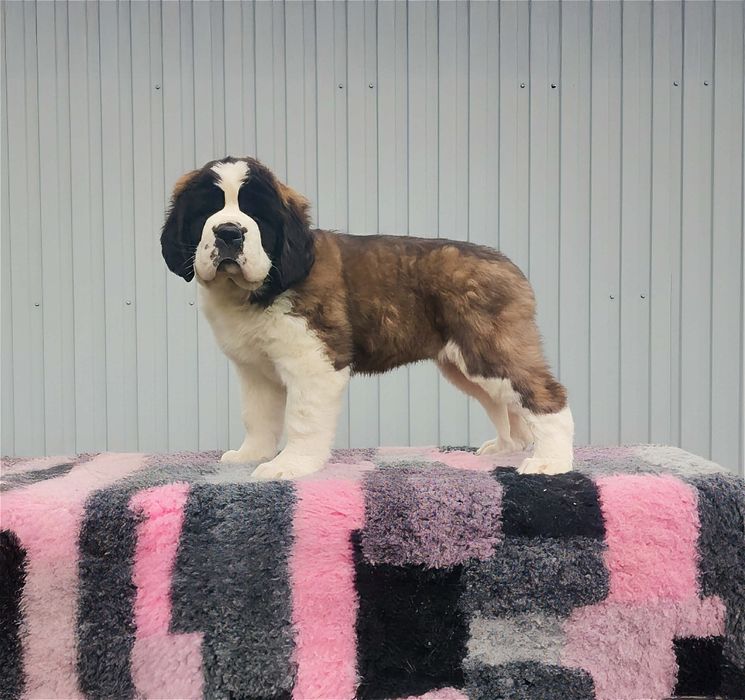 Чудова дівчинка сенбернар. Офіційний розплідник КСУ FCI.