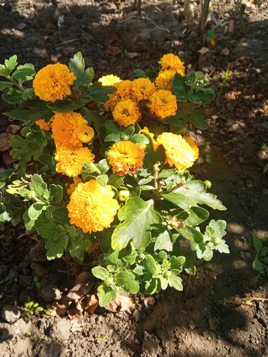 Квіти хризантеми дубки,королева осінні