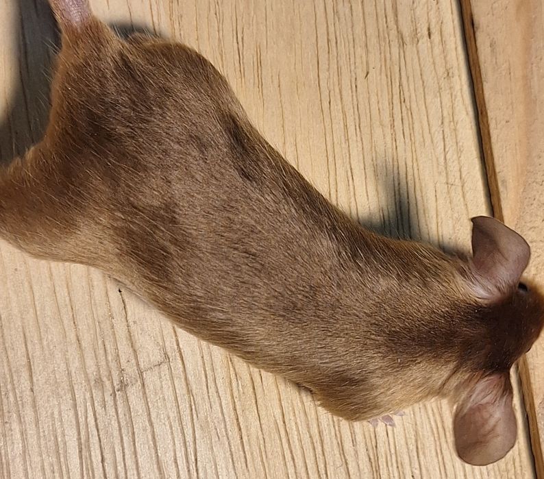 Myszy myszki kolorowe dumbo