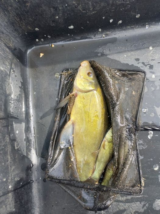 Narybek kroczek karp