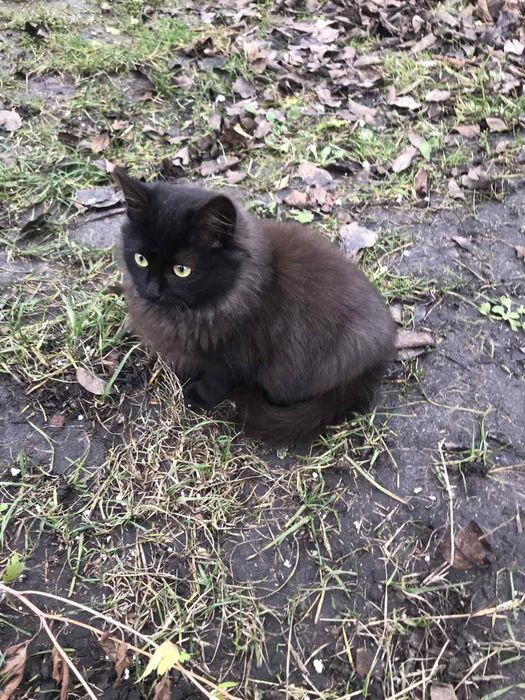 Кошечка пушистая,с неповторимым окрасом шерсти