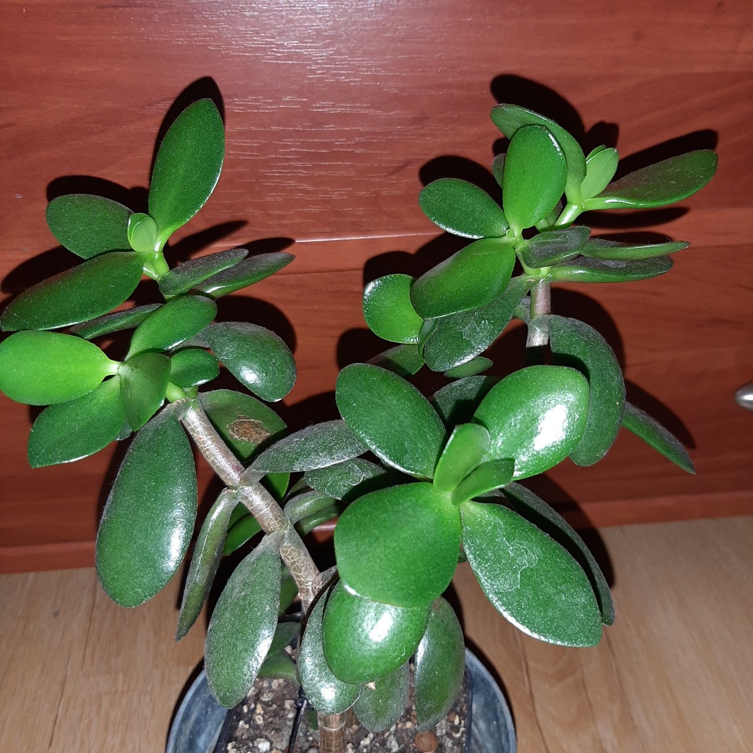 Grubosz, crassula