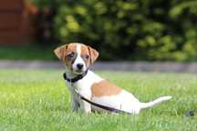 Jack Russel Terrier piesek
