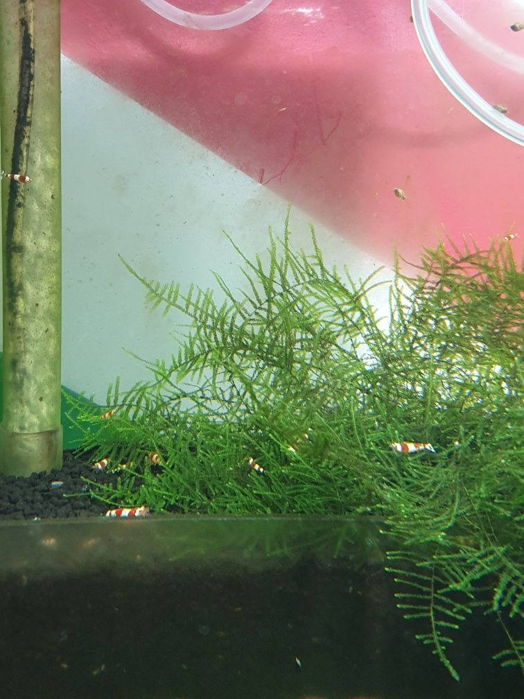 Krewetki Caridina Crystal Red