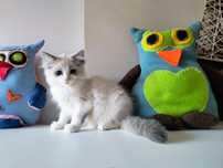 Rogdoll gotowe  do odbioru